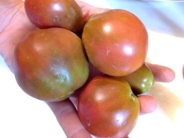 Semena i sadnice: Seme paradajza! Crveni jabučar Žuti jabučar Narandžasti jabučar — 18