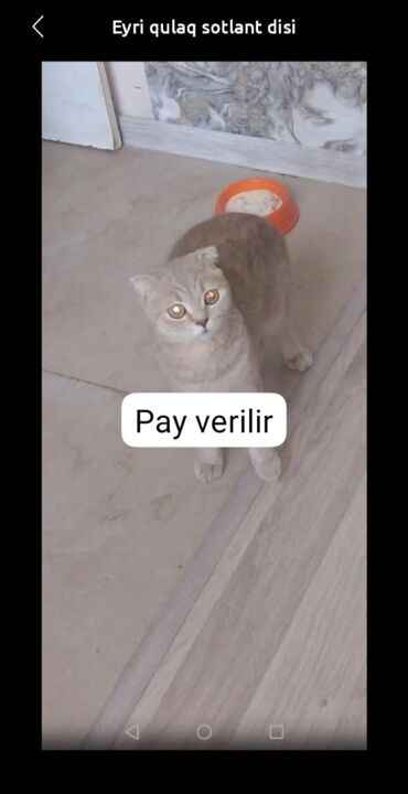 cins ineklerin satisi: Şotland, Dişi, Yaxşı əllərə, Ünvandan götürmə