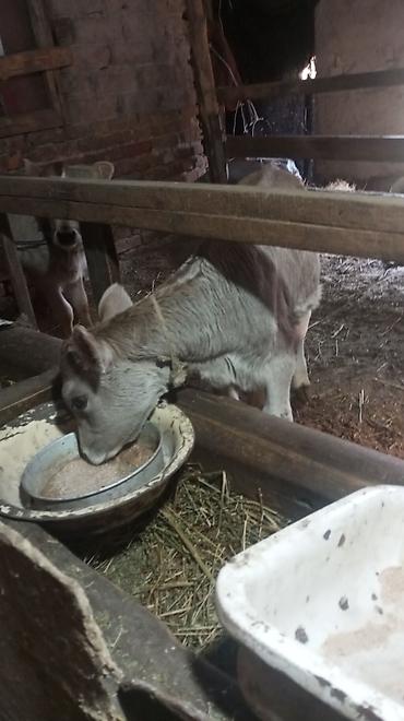 Коровы, быки: Продаю | Тёлка — 5