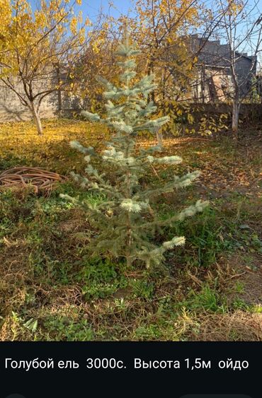 цветы токмок: Семена и саженцы Пионов, Роз, Самовывоз