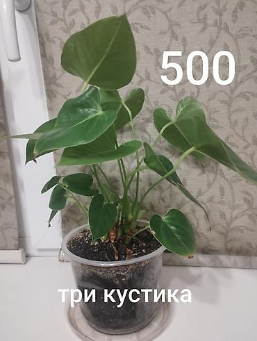 Антуриумдар: Комнатные растения в горшках. 1) Антуриум (на фото с белым горшком) - — 2
