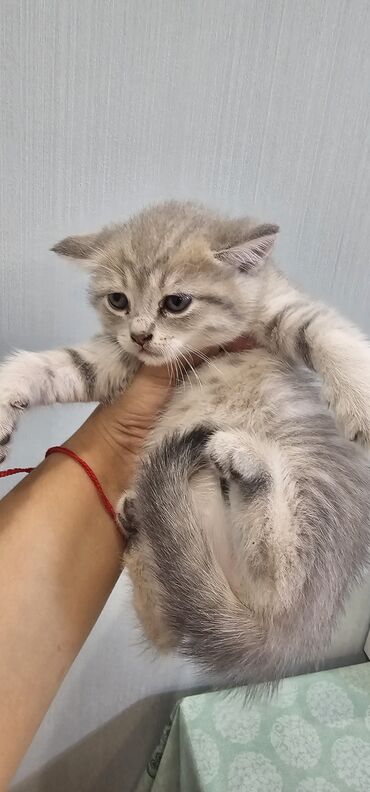 в добрые руки котята: Шотладская вислоухая, Самка, В добрые руки, Самовывоз, Платная доставка