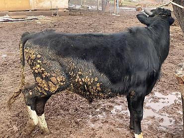 Коровы, быки: Продаю | Бык (самец) | На откорм — 4