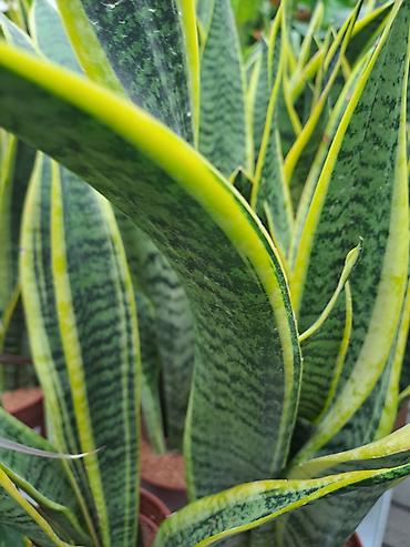 Ostale kućne biljke: Zamija sa prve slike je 800, Zamija sa druge je 1500, Chlorophytum sa — 12