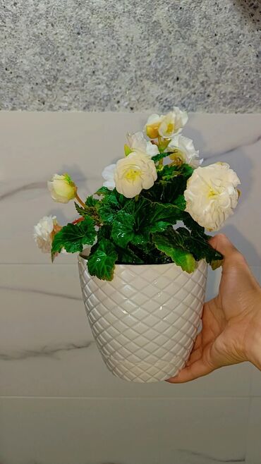 baliq tilovlari: Begoniya 15 AZN hazır dipçək 
aylarla üstü çiçekli