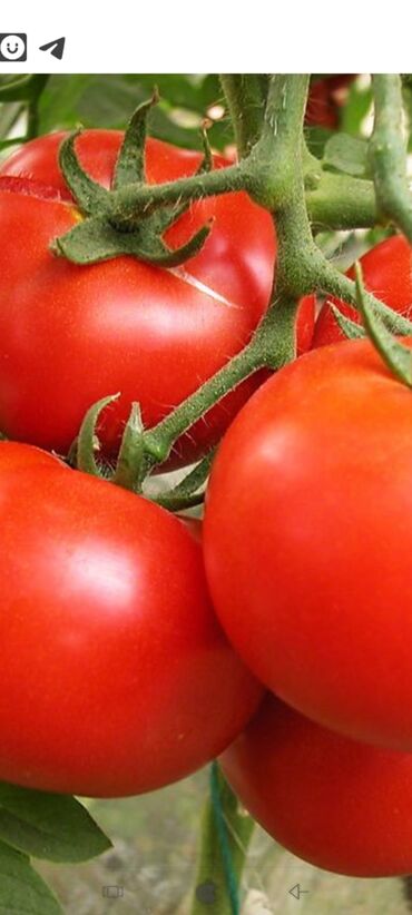 Овощи, фрукты: Продаю оптом помидор полядан цена договорная
