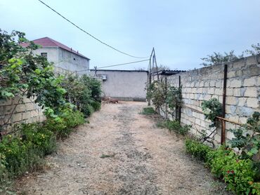 Ağaclar: Məhsul: Nar ağacı, Alma, Tut, Feyxua, Zeytun, Əncir, Zoğal, Qoz, Üzüm -da lalafo.az — 6 Ağaclar: Məhsul: Nar ağacı, Alma, Tut, Feyxua, Zeytun, Əncir, Zoğal, Qoz, Üzüm — 6