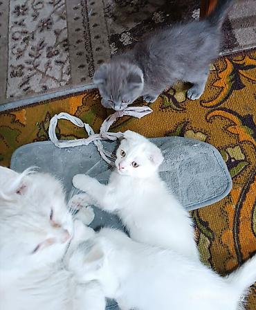 собаки мальтипу: Скотиш Фолд (Шотландская вислоухая), 2 месяца, Мальчик, Белый, Приучена к лотку — 1