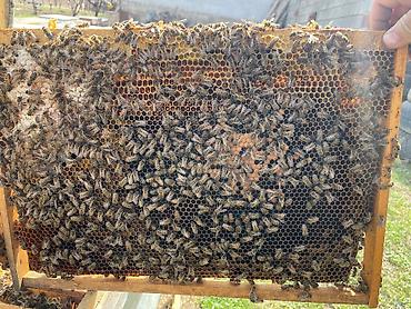 Другие животные: Продается пчела семья 3 расплод+1 (2 закрытый 1 молочный 1 кроюшый) — 3