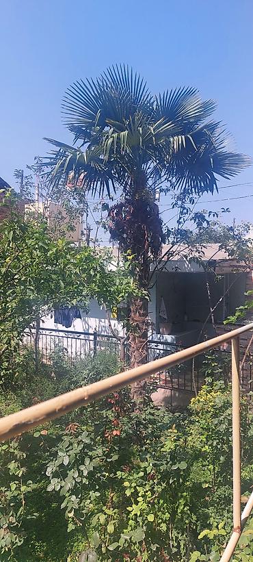 ağac gülləri: Satılır: Hündür dekorativ palma ağacı (Trachycarpus fortunei – külək — 3