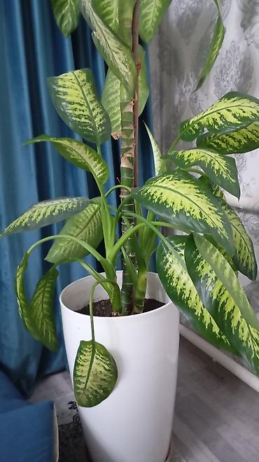 Диффенбахия (Dieffenbachia) в высоком декоративном кашпо. - Крупное