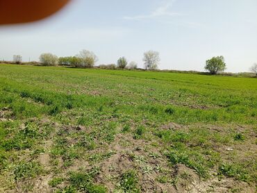 Torpaq sahələrinin satışı: 187 sot, Kənd təsərrüfatı, Barter mümkündür, Texniki pasport -da lalafo.az — 11 Torpaq sahələrinin satışı: 187 sot, Kənd təsərrüfatı, Barter mümkündür, Texniki pasport — 11