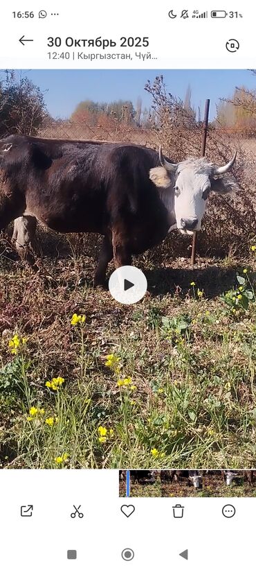 продаю дойную козу: Продаю | Бык (самец) | На откорм