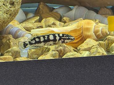 Balıqlar: Tanqanika baliklari hamsi birlikdə satlir 16 dənə Yekədirler -da lalafo.az — 9 Balıqlar: Tanqanika baliklari hamsi birlikdə satlir 16 dənə Yekədirler — 9