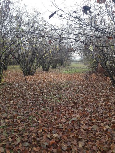 Həyət evləri və villaların satışı: 5 otaqlı, 150 kv. m, Kredit yoxdur, Orta təmir — 8