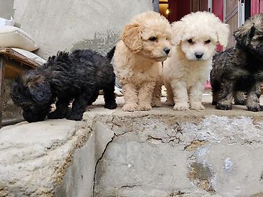 İtlər: Pudel — 4