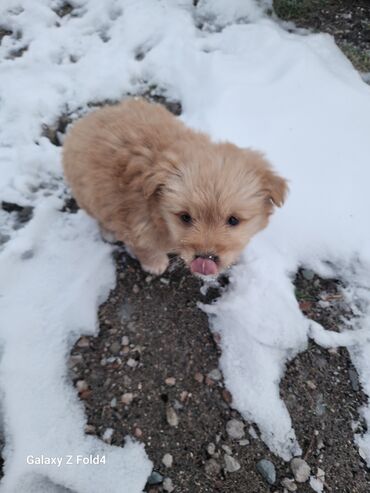 Продажа собак: Отдам в хорошие руки! Щенки метисов - Милые щенки с короткой густой — 5