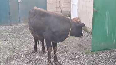 Inəklər, öküzlər: Iki baş erkək dana satılır — 9