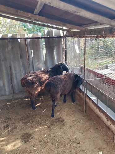 объявления о найденных животных: Сатам | Ургаачы кой (ургаачы) | Көбөйтүү үчүн lalafo.kg да объявления о найденных животных: Сатам | Ургаачы кой (ургаачы) | Көбөйтүү үчүн