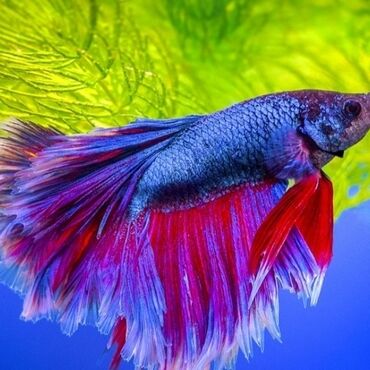 Аквариумы: Мы находимся а Беловодске! Аквариумные рыбки! черепахи тритоны !!!! — 3