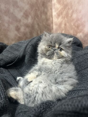 британская шиншилла баку: Pers pişiy balası,dişi,2 aylığ