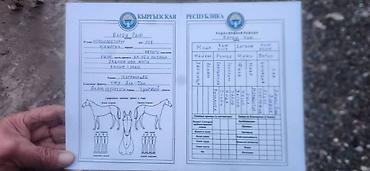 Лошади, кони: Продаю | Кобыла (самка) | Английская | Для разведения | Племенные — 9