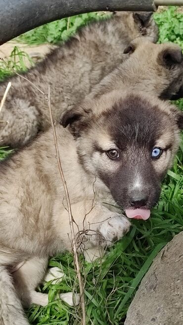 it xaski: Xaski, 3 ay, Dişi, Ünvandan götürmə