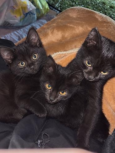 котята простые: Кошка даром: Беспородная, 2 месяца, Девочка, Приучена к лотку — 1