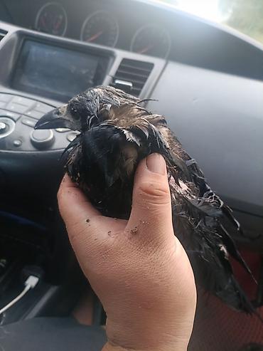 тушка утки цена: СРОЧНО СРОЧНО!!!!Молодая ворона (Corvus corone/Corvus frugilegus) — — 3