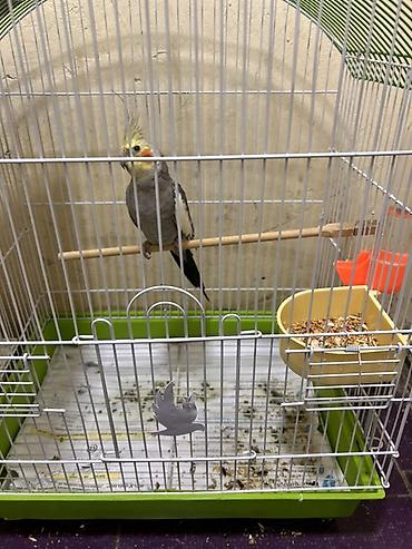 Nimfa papuqayı (Cockatiel) və qəfəs dəsti - Növ: Nimfa papuqayı, boz lalafo.az -da Nimfa papuqayı (Cockatiel) və qəfəs dəsti - Növ: Nimfa papuqayı, boz