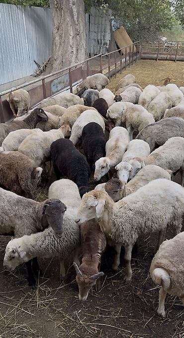 cücə və xoruz təmsil: Quzular tam Saglam Real Fikiri Olanlar Narahat etsinler — 1