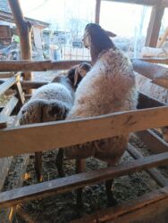 купить кролик декоративный: Продаю | Баран (самец) | Для разведения