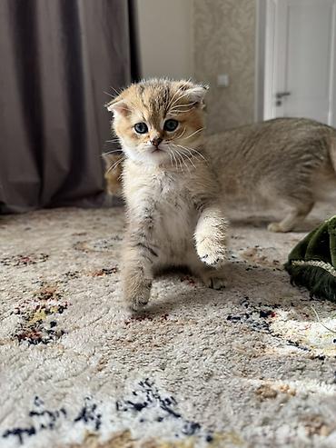 Скотиш Страйт (Шотландская прямоухая), 1 месяц, Мальчик, Золотая шиншилла, Приучена к лотку