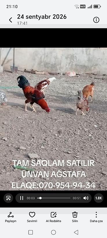 Toyuqlar: Toyuq, Yumurtalıq — 3