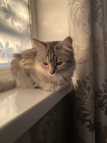 котята сибирской кошки: Ангорская, 10 месяцев, Девочка, Серый, Приучена к лотку