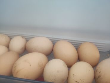 продажа щенков немецкой овчарки в бишкеке с документами: Продаю куринные яйцо для разведениепорода Леггорн и Таджон