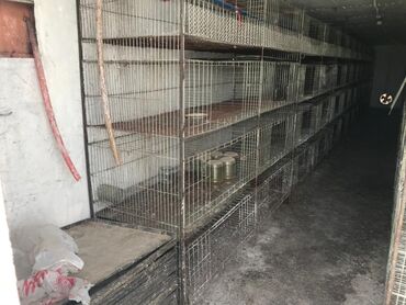 корейские куры: Продаю для выращивание бройленых кур!
