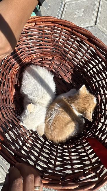 chi su: Котята очень милые и добрые, по имени Латте,Шекер и Карамелька — 6