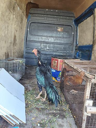 Куры, петухи: Продаю | Петух | Бойцовая, Дакан | Для боев — 2