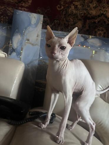 сиамскую кошку: Кошка даром: Сфинкс, 3 года, Мальчик, Приучена к лотку — 1