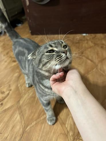 вислоухий кот цена: Шотландский вислоухий кот (скоттиш-фолд) - Окрас: серебристый табби — 2