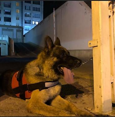 itlər bala: Alman çoban iti, 3 il, Erkək, Cütləşmə üçün — 3