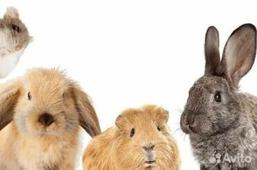 лысые кошки: Зоо-гостиница для грызунов и птиц Срочно надо уехать командировка ?