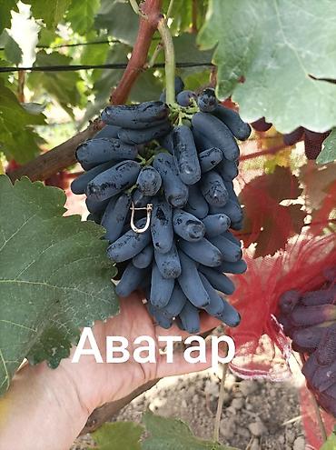 Үй жана бакча: Юпитер годовалые саженцы столового винограда кишмиш неукрывной — 5