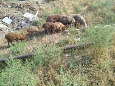 Inəklər, öküzlər: Erkək, il: 1, 11 kq, Damazlıq, Ünvandan götürmə