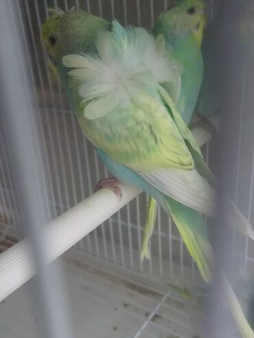 Tutuquşları: Yaponiclər cüt 50-60-70 azn — 16