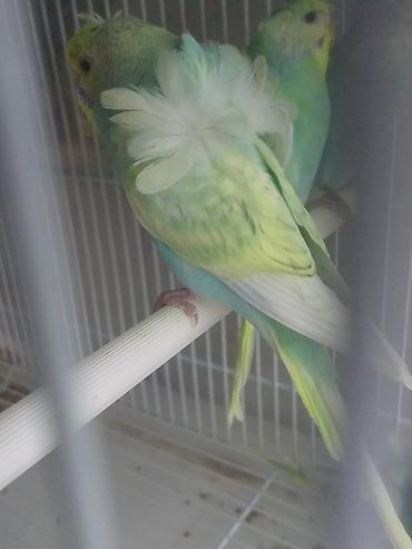 Tutuquşları: Yanaqsiz karellalar və yaponi̇clər satişdadi
yaponiclər cüt 80 azn -da lalafo.az — 5 Tutuquşları: Yanaqsiz karellalar və yaponi̇clər satişdadi
yaponiclər cüt 80 azn — 5