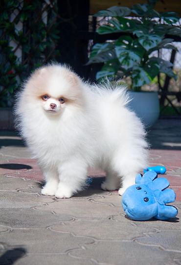 Продажа собак: Шпиц, 5 месяцев, Самец — 2