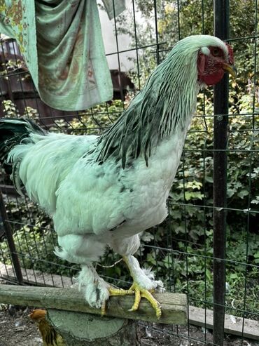 Куры, петухи: Продаю | Петух | Брама | Для разведения
