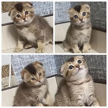 Мышыктар сатылат: Скотиш Фолд (Шотландиялык шалпаң кулак), 2 айлык, Ургаачы, Алтын шиншилла, Лотокко барууга үйрөтүлгөн — 3